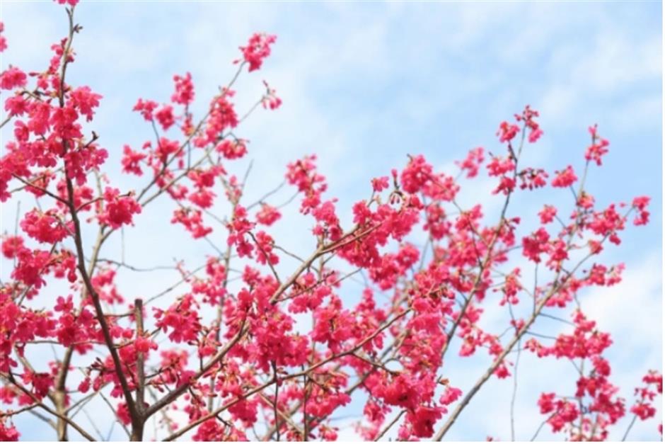 早樱绽开!上海这个公园化身粉色的童话世界了