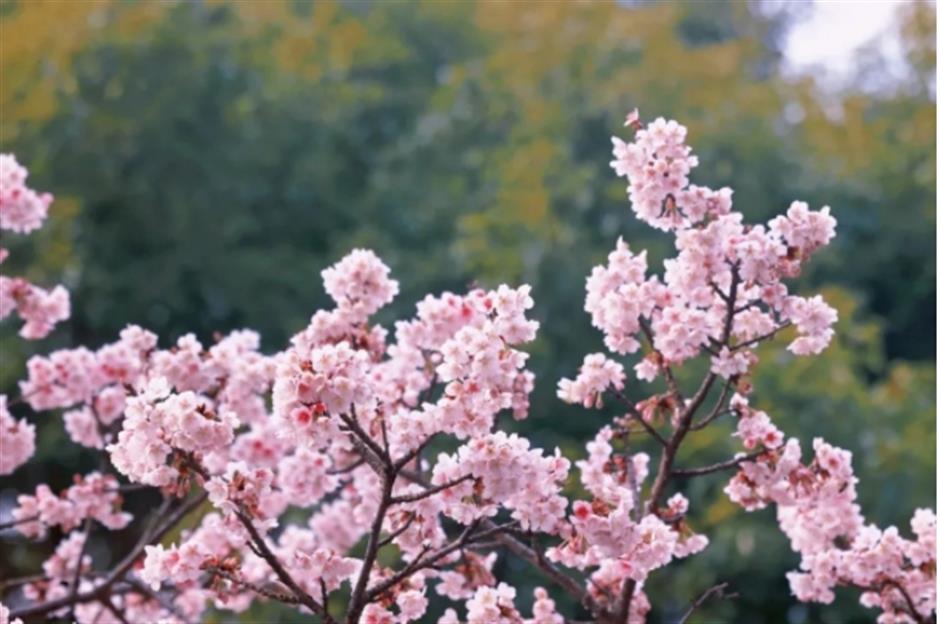 早樱绽开!上海这个公园化身粉色的童话世界了