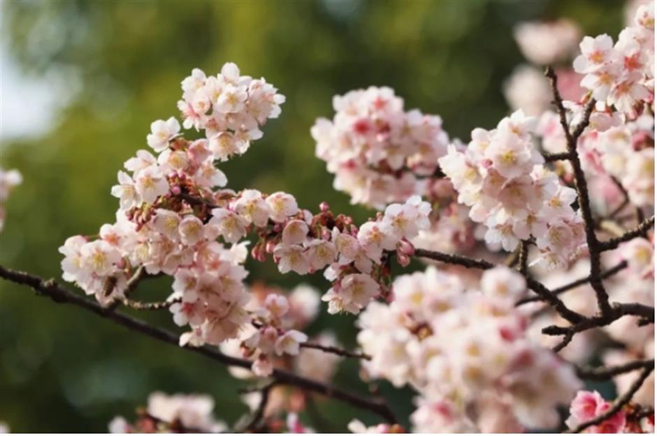 早樱绽开!上海这个公园化身粉色的童话世界了