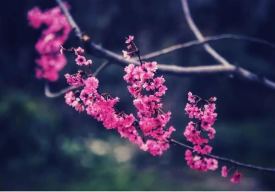 早樱绽开!上海这个公园化身粉色的童话世界了