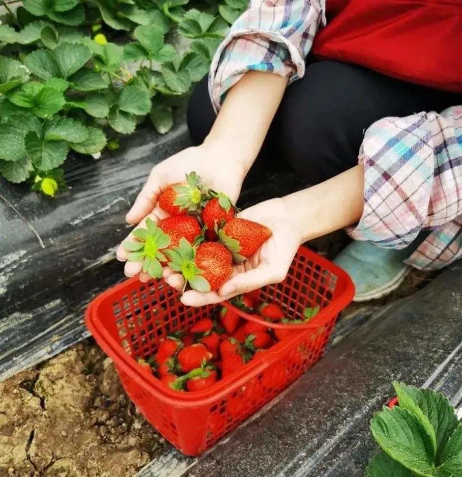 甜!这里有份草莓采摘地图