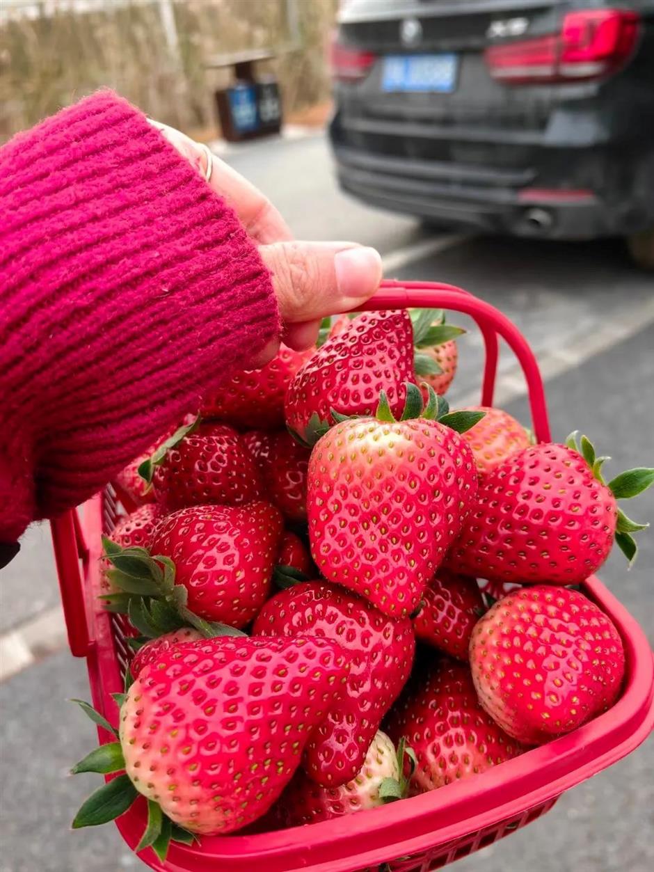 甜!这里有份草莓采摘地图
