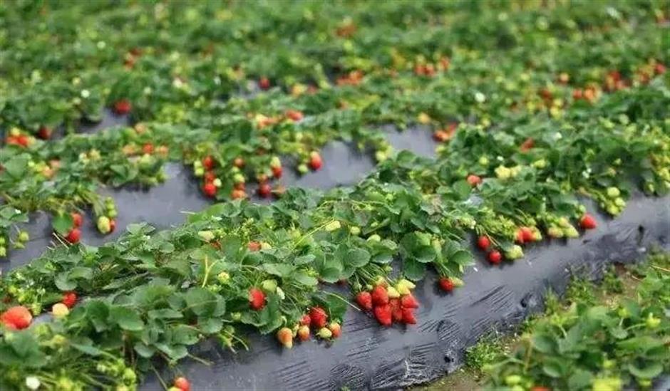 甜!这里有份草莓采摘地图