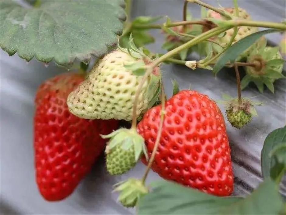 甜!这里有份草莓采摘地图