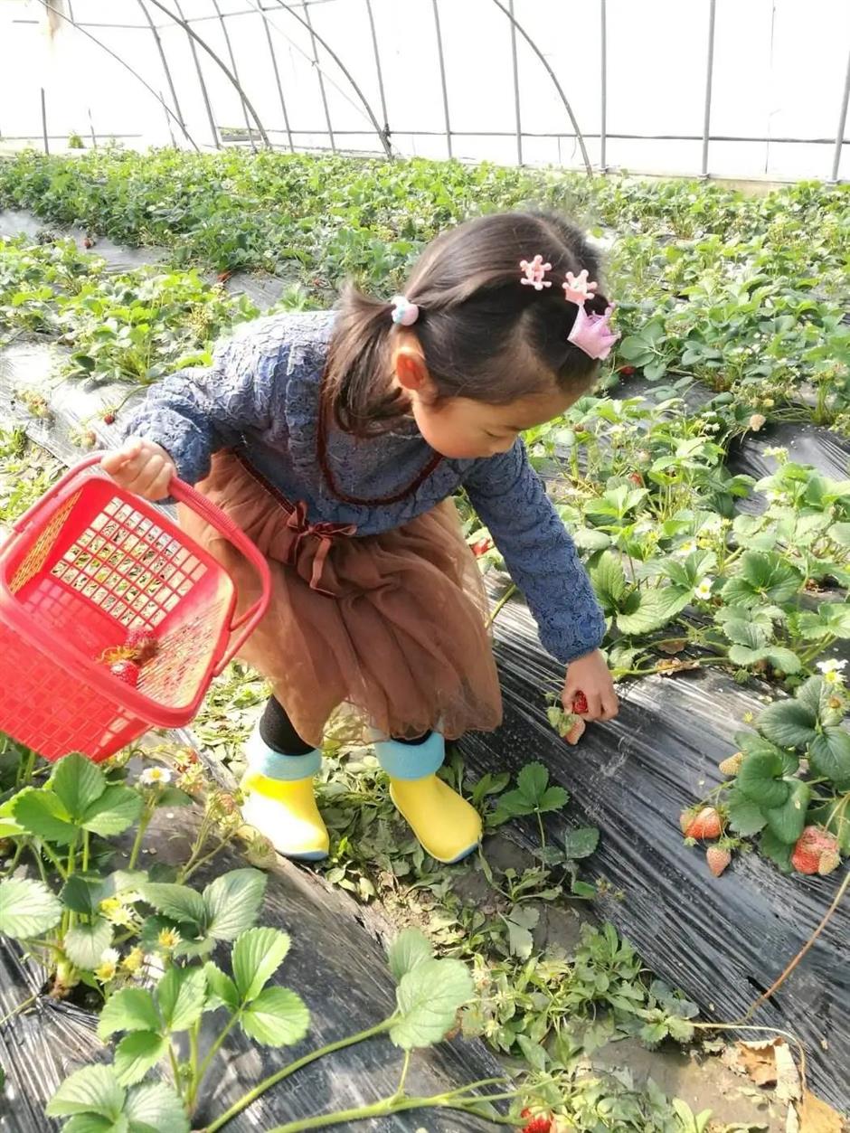 甜!这里有份草莓采摘地图