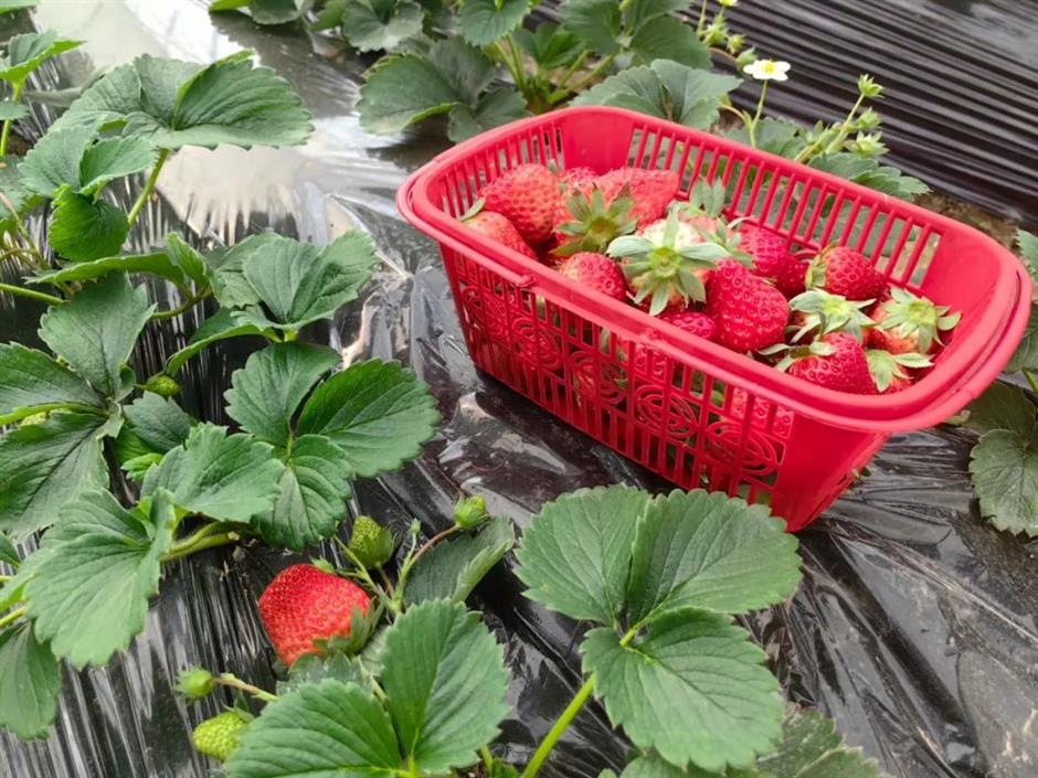 甜!这里有份草莓采摘地图