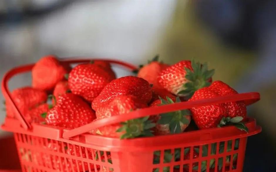 甜!这里有份草莓采摘地图