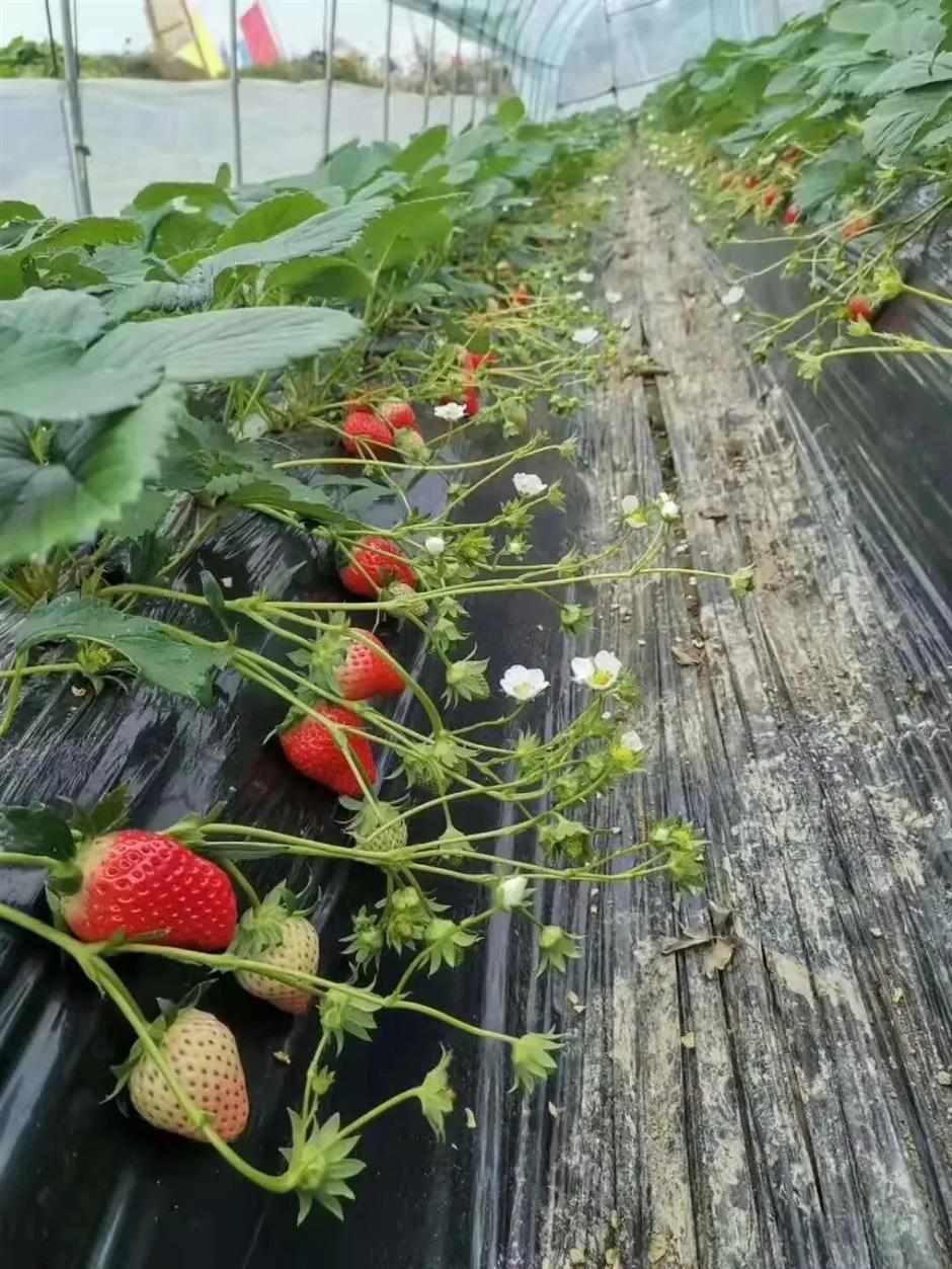 甜!这里有份草莓采摘地图