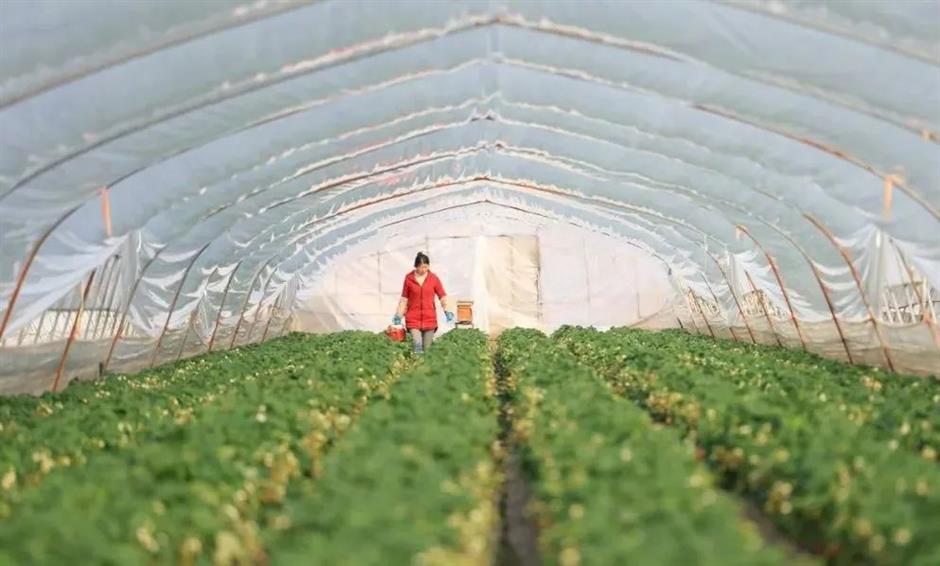 甜!这里有份草莓采摘地图