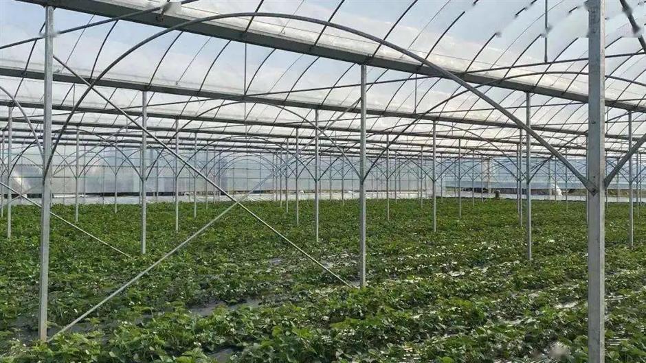 甜!这里有份草莓采摘地图