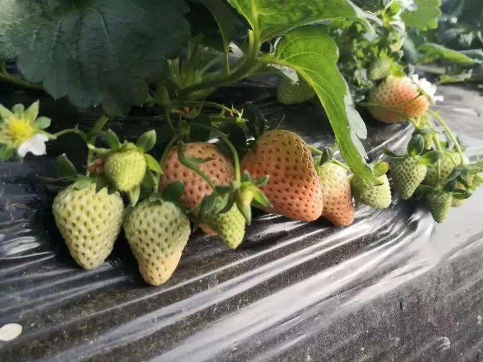 甜!这里有份草莓采摘地图