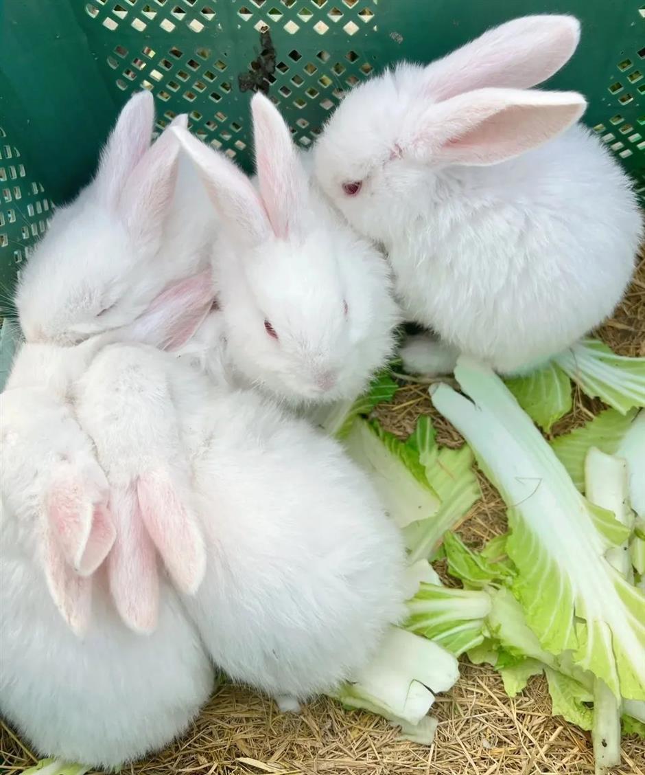 甜!这里有份草莓采摘地图