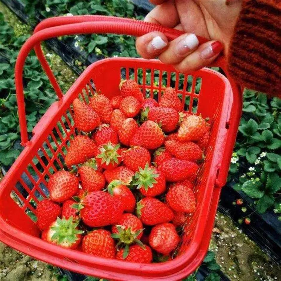 甜!这里有份草莓采摘地图