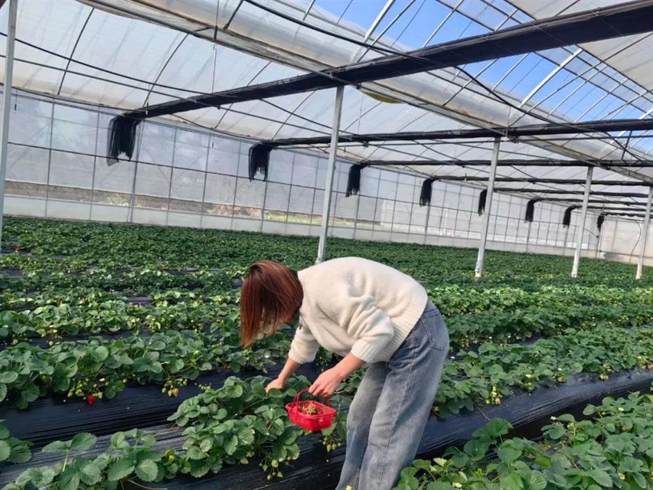 甜!这里有份草莓采摘地图