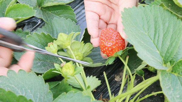 甜!这里有份草莓采摘地图