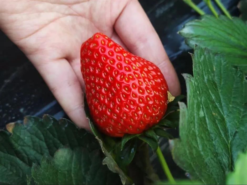 甜!这里有份草莓采摘地图