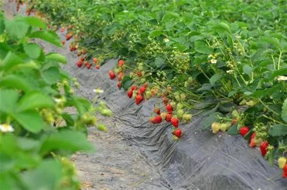 甜!这里有份草莓采摘地图