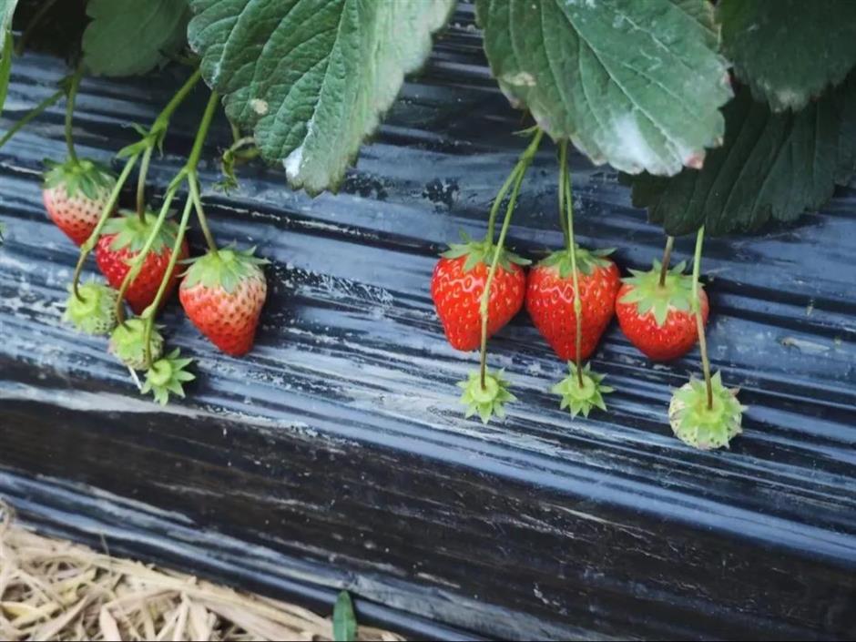 甜!这里有份草莓采摘地图