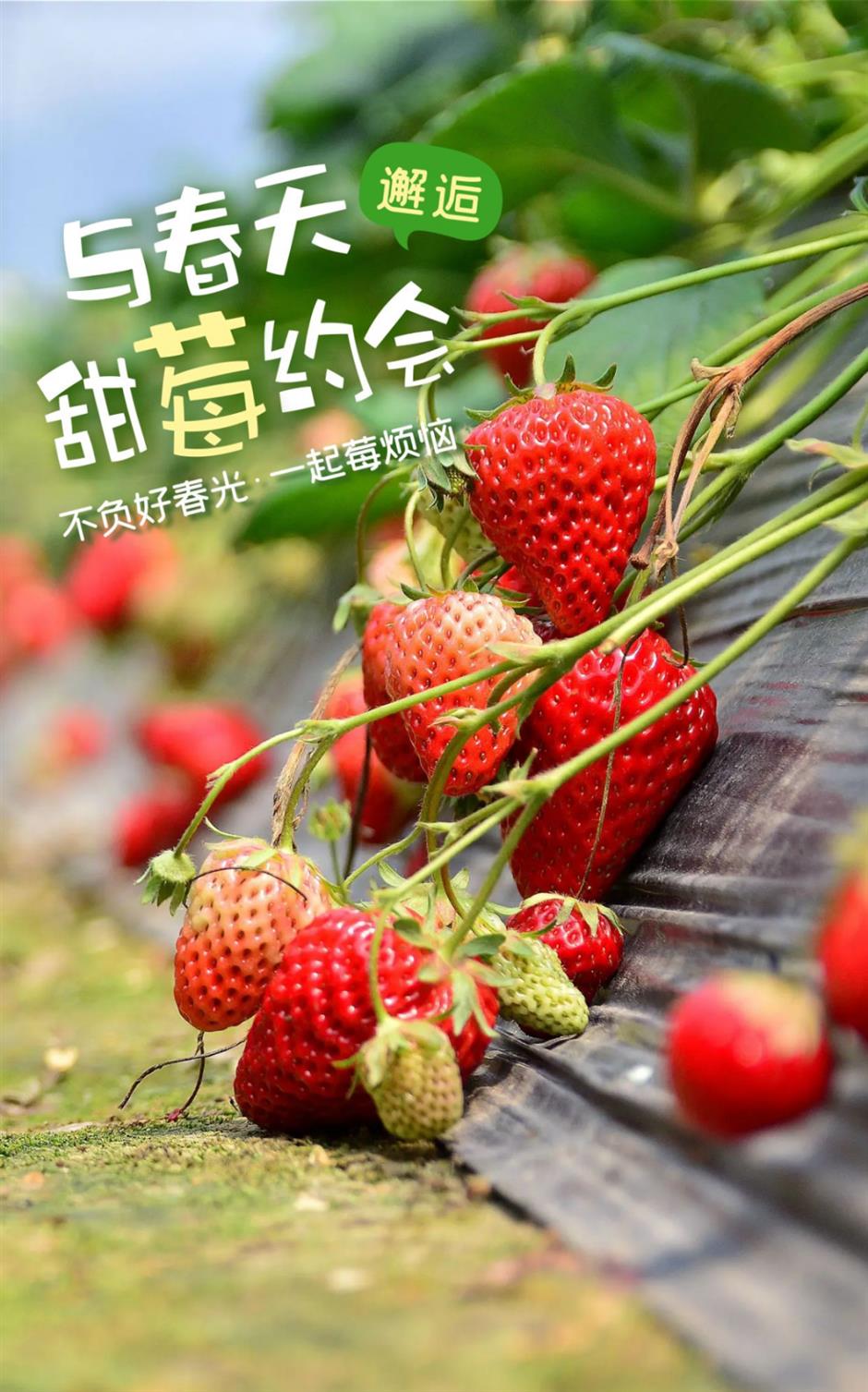 甜!这里有份草莓采摘地图