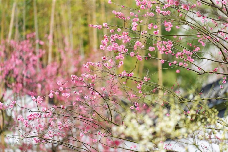 一波早春美圖,走進這片「香雪海」