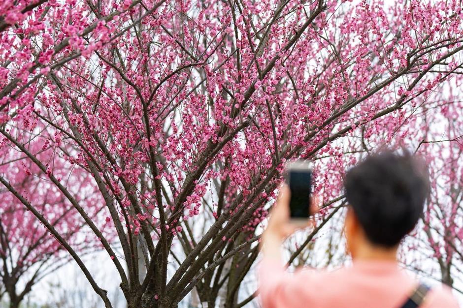 一波早春美圖,走進這片「香雪海」