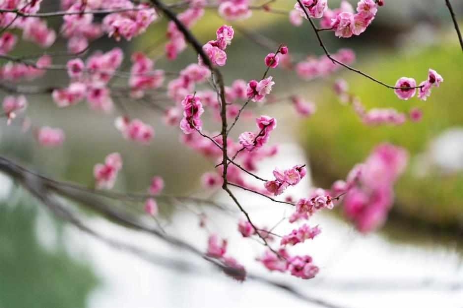 一波早春美圖,走進這片「香雪海」