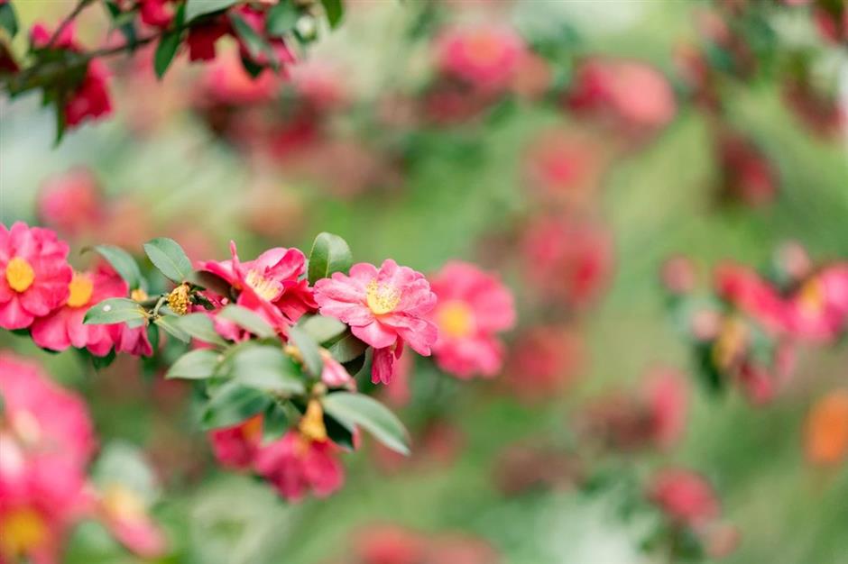 一波早春美圖,走進這片「香雪海」