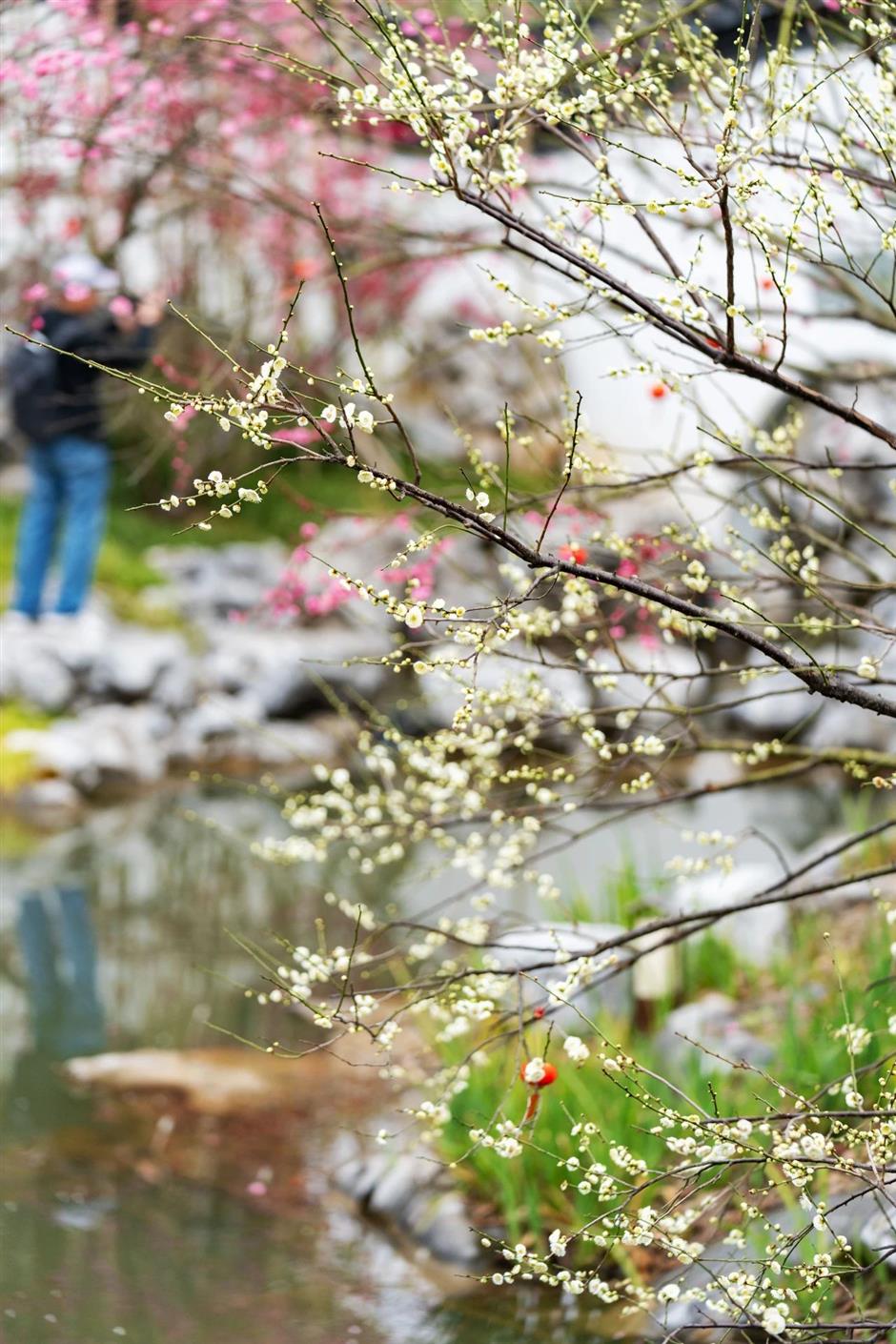 一波早春美圖,走進這片「香雪海」