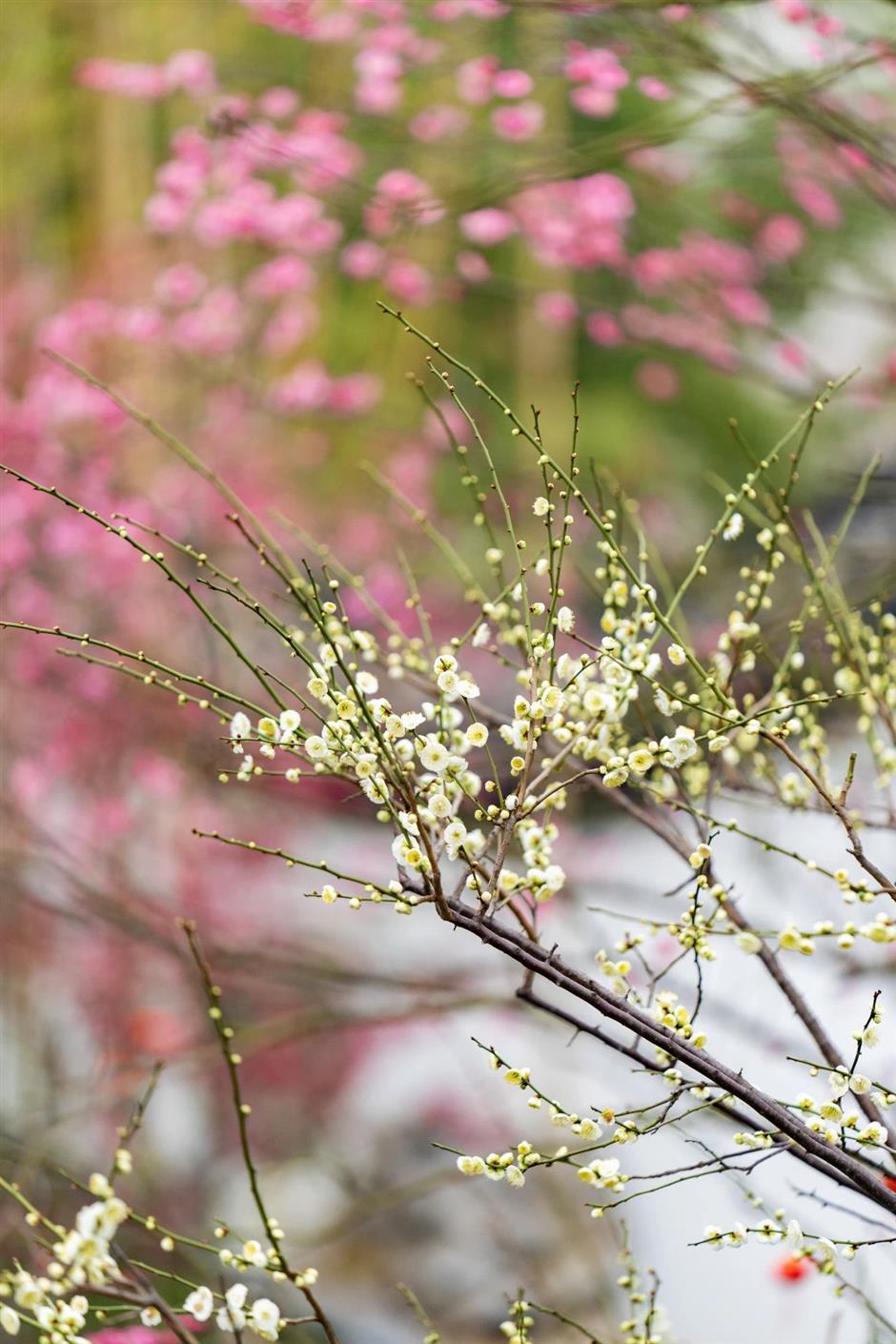 一波早春美圖,走進這片「香雪海」