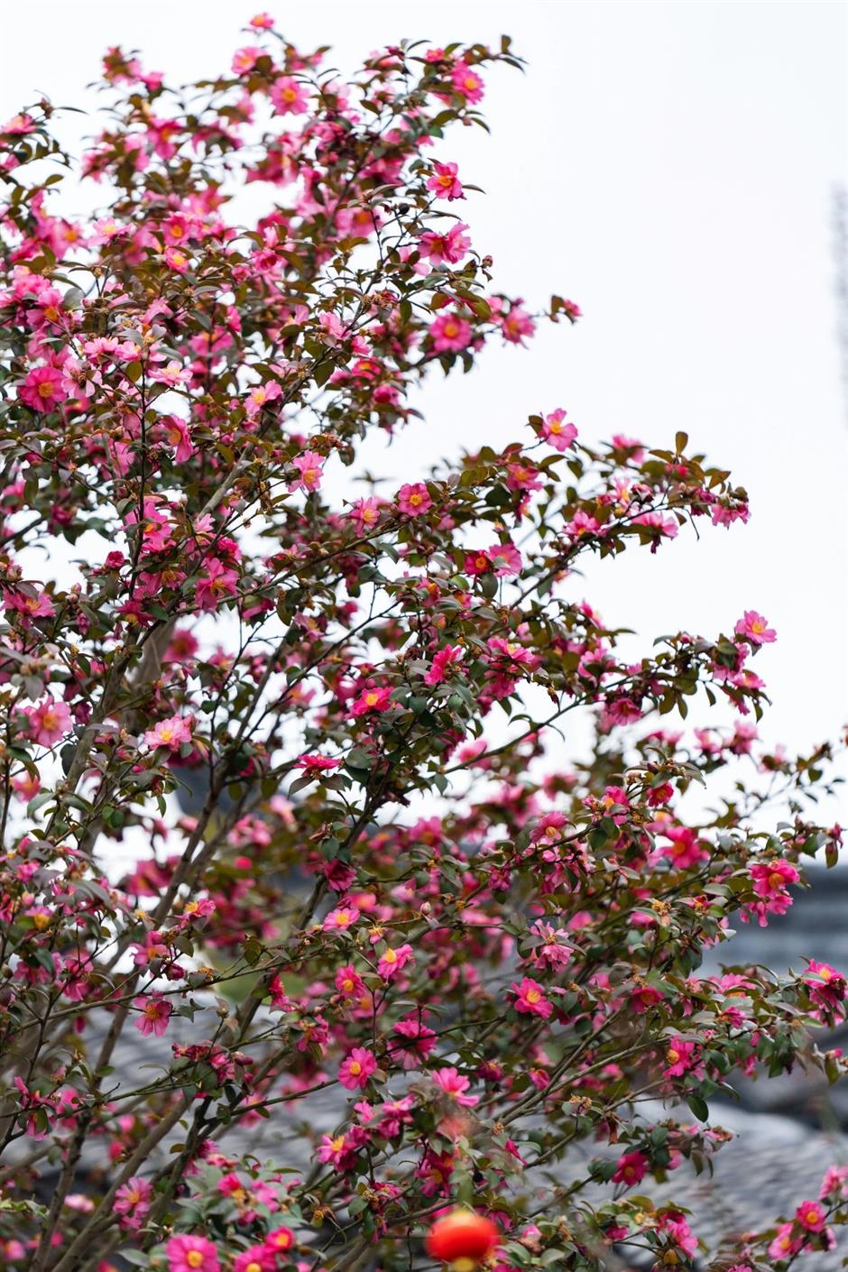 一波早春美圖,走進這片「香雪海」