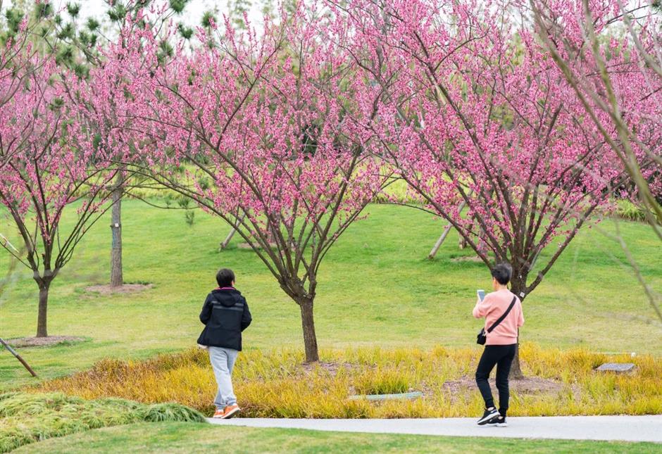 一波早春美圖,走進這片「香雪海」