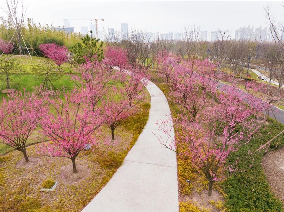 一波早春美圖,走進這片「香雪海」