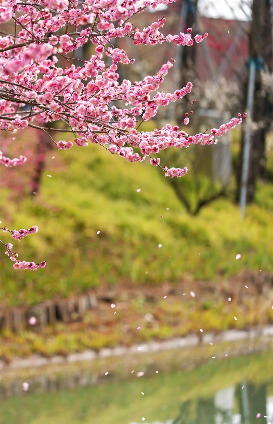 一波早春美圖,走進這片「香雪海」