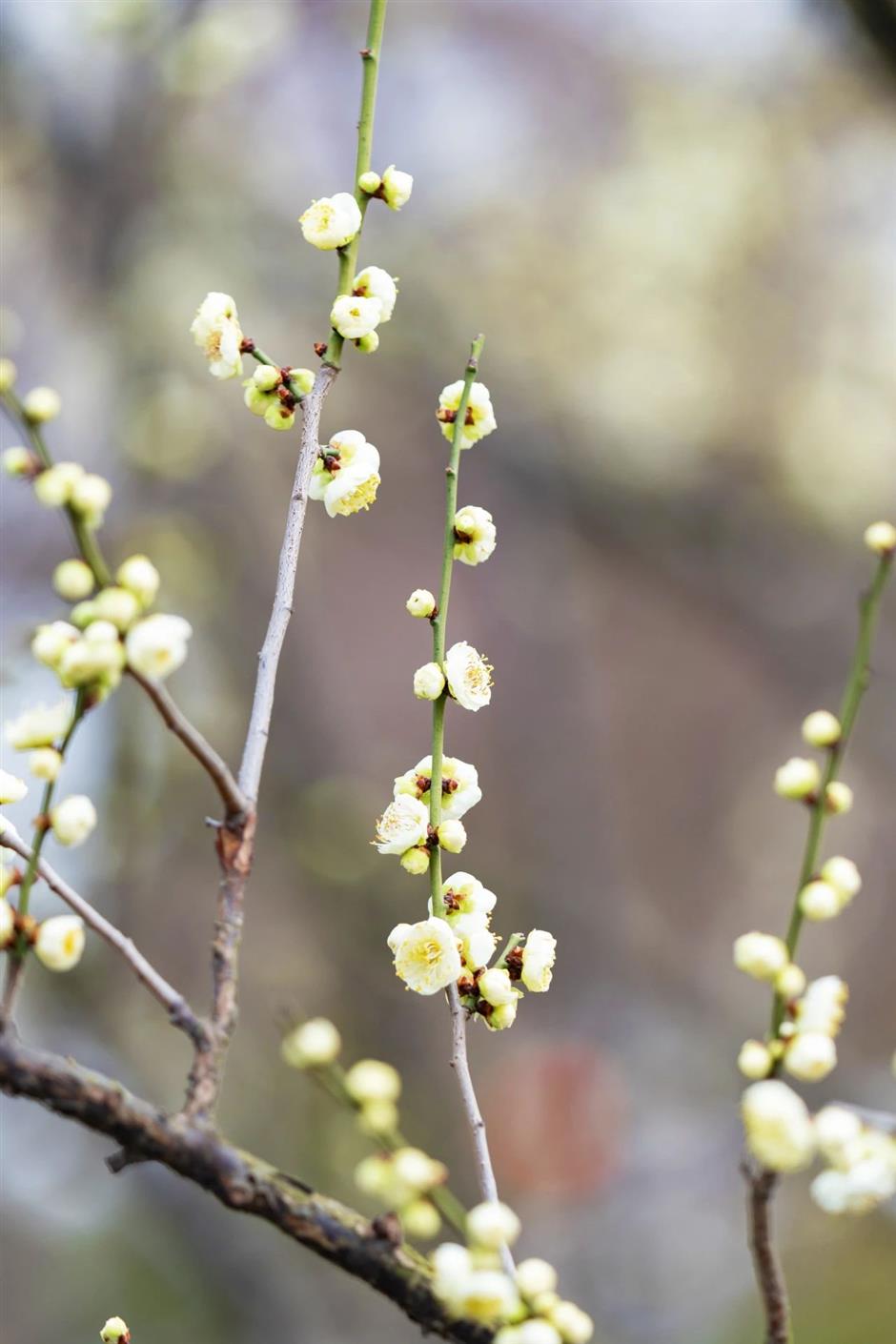 一波早春美圖,走進這片「香雪海」