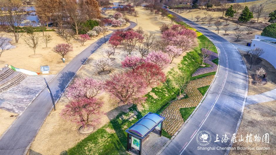 这片梅园,迎来一年中的最美时刻!