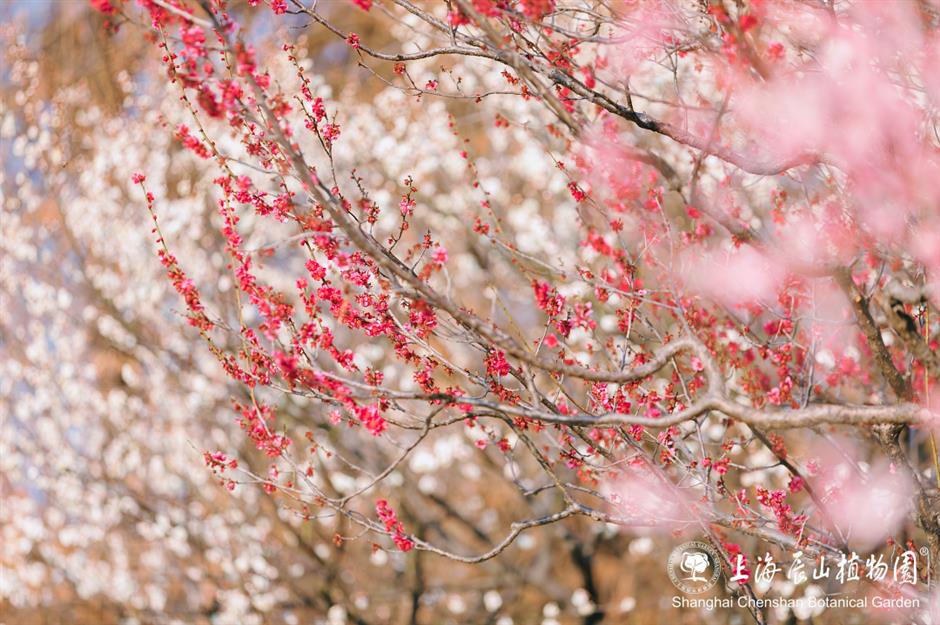 这片梅园,迎来一年中的最美时刻!