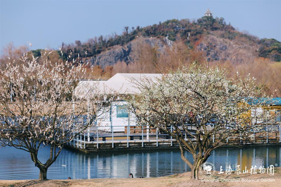 这片梅园,迎来一年中的最美时刻!