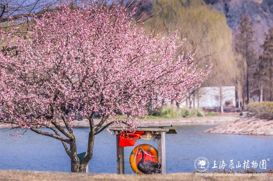 这片梅园,迎来一年中的最美时刻!