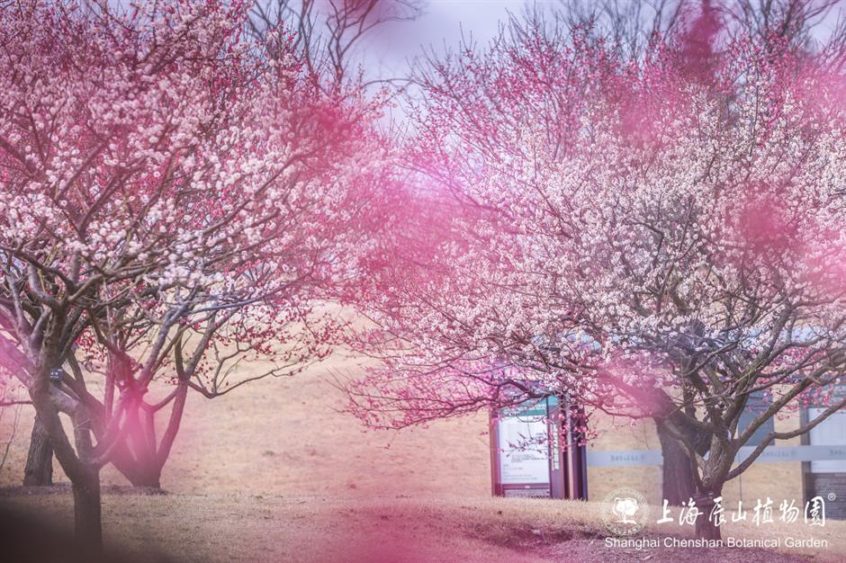 这片梅园,迎来一年中的最美时刻!