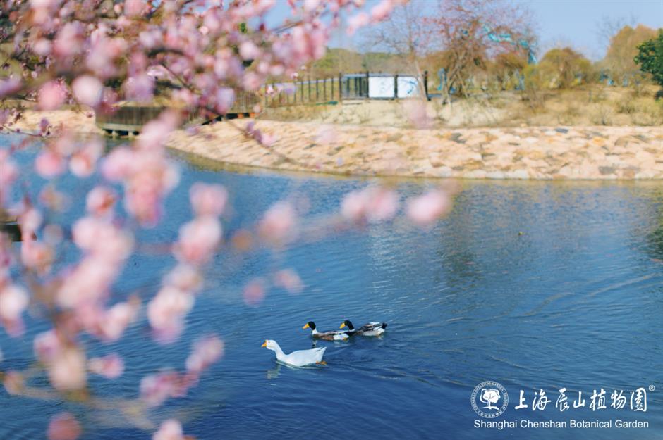 这片梅园,迎来一年中的最美时刻!