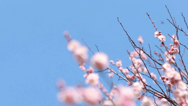 这片梅园,迎来一年中的最美时刻!