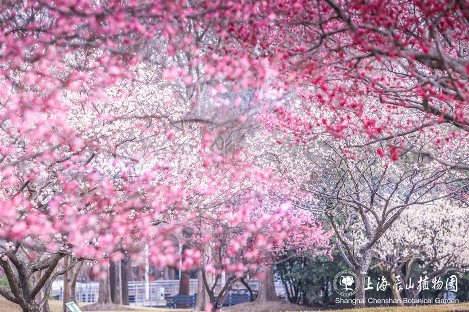 这片梅园,迎来一年中的最美时刻!