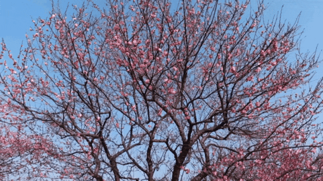 这片梅园,迎来一年中的最美时刻!