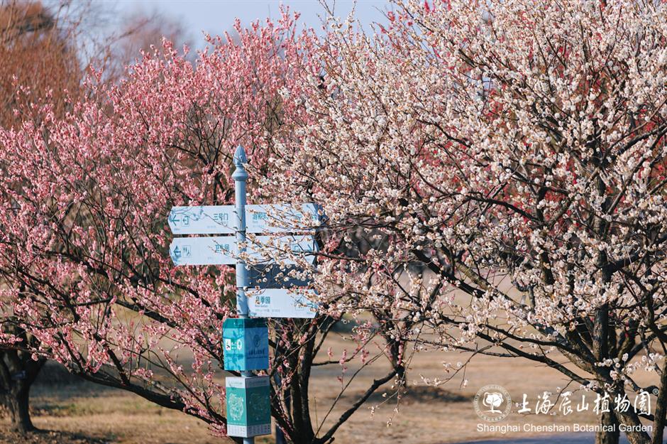 这片梅园,迎来一年中的最美时刻!