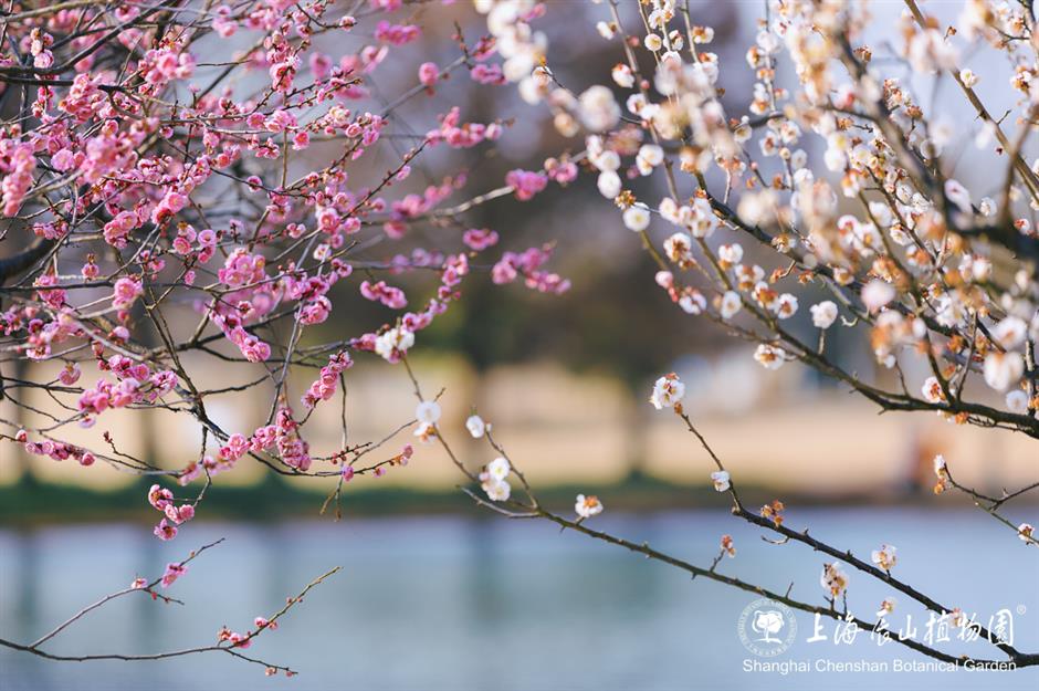 这片梅园,迎来一年中的最美时刻!