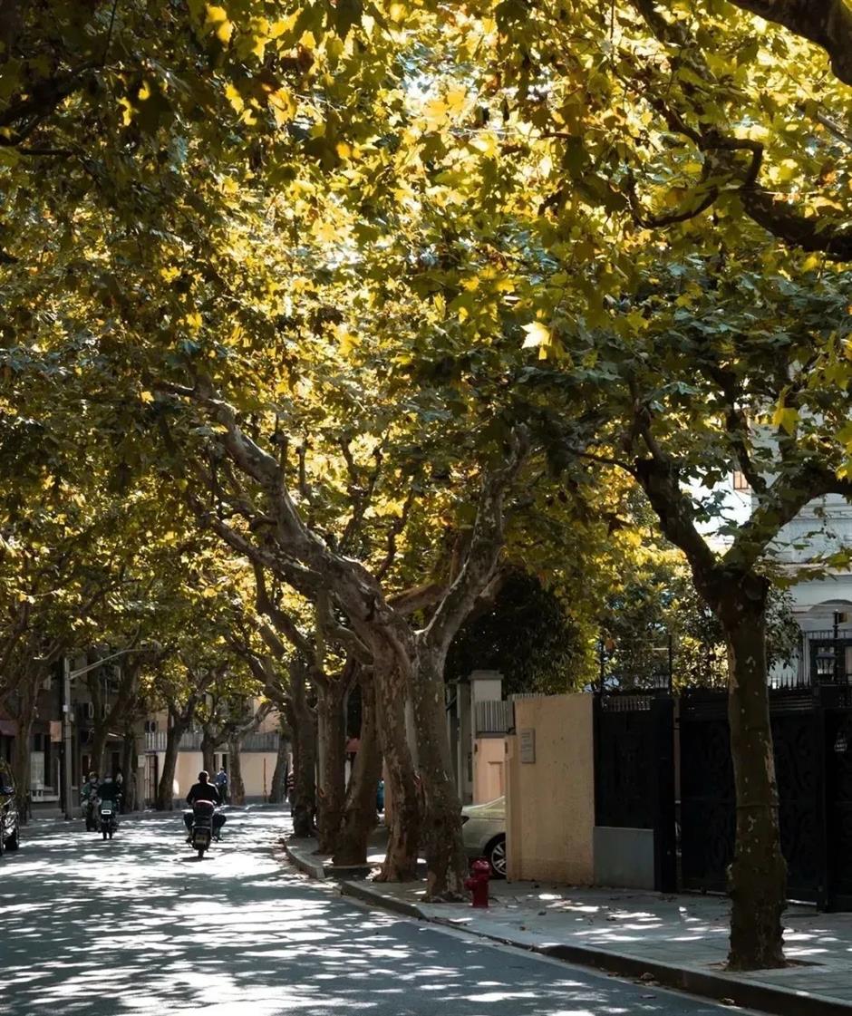 趁春日正好,在梧桐樹下來場浪漫的Citywalk