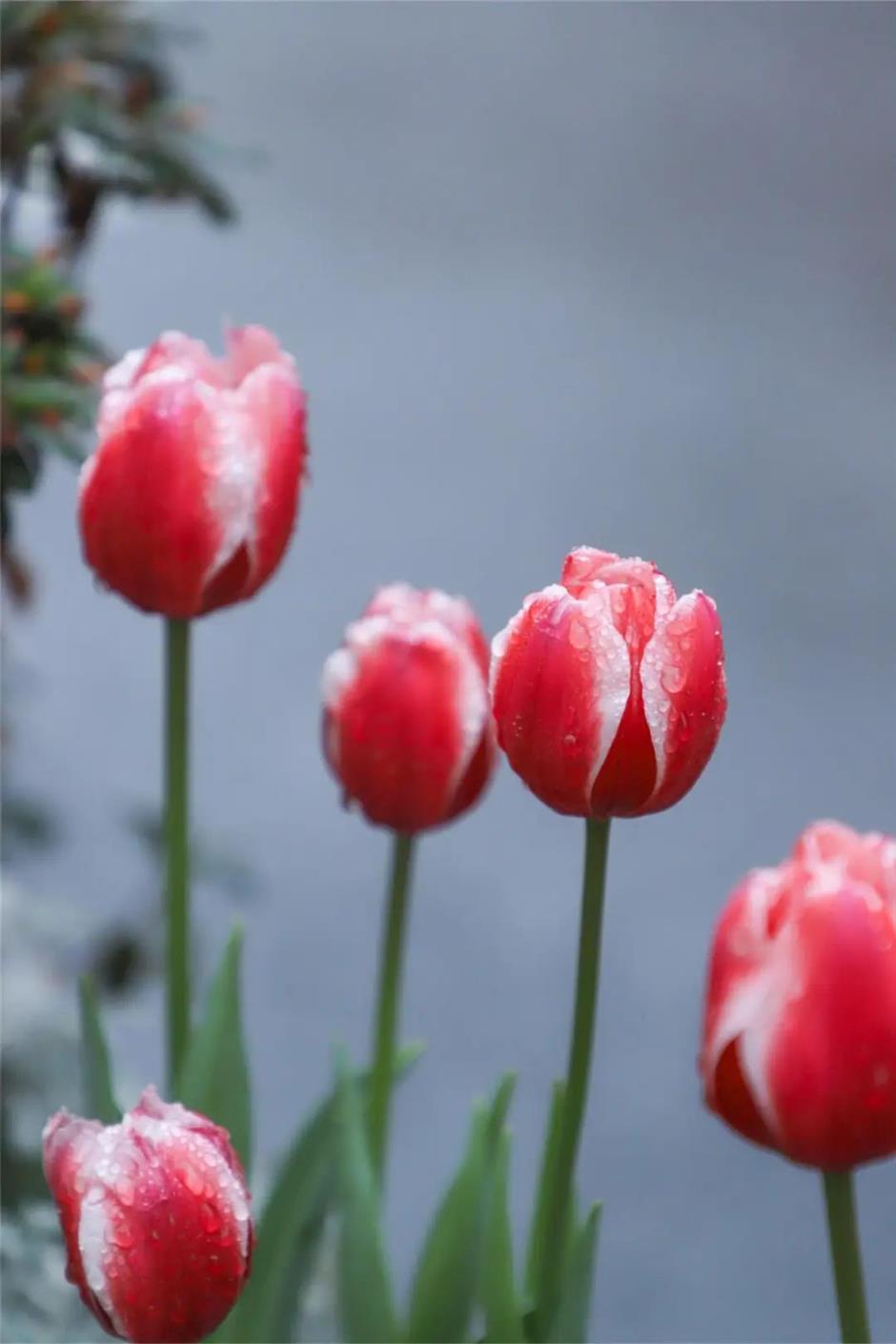 跟着上海最早盛开的郁金香,来一场市中心的Citywalk!