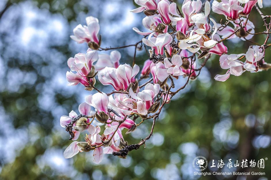 上海的第一朵玉蘭花開了！這個公園已緋雲一片→
