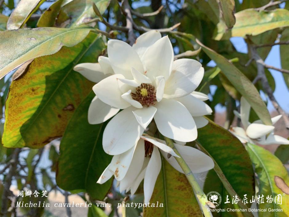 上海的第一朵玉蘭花開了！這個公園已緋雲一片→