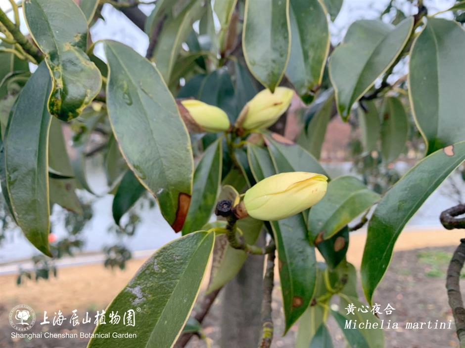 上海的第一朵玉蘭花開了！這個公園已緋雲一片→